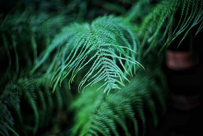 Close-up of fern