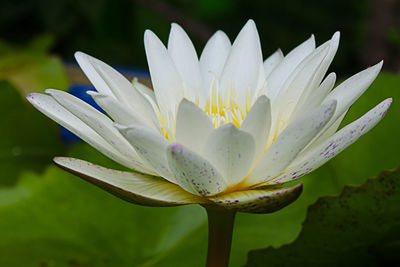 Close-up of white water lily