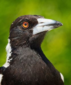 Close-up portrait of a bird