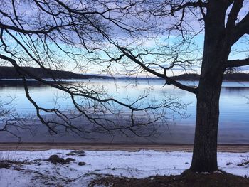 Bare tree by lake against sky during winter