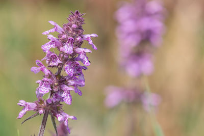 Close up of a marsh hedgenettle flower in bloom