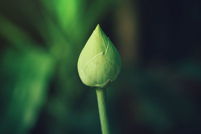 Close-up of lotus bud growing outdoors