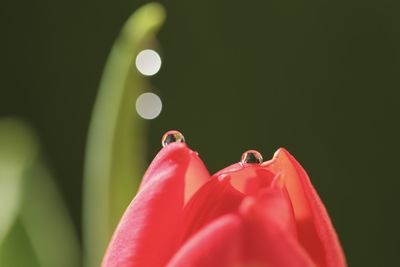 Close-up of red flower against blurred background