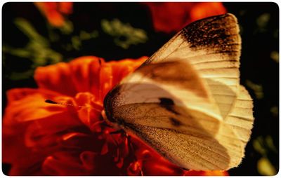 Close-up of butterfly on flower