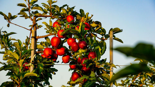 Low angle view of cherries on tree against sky