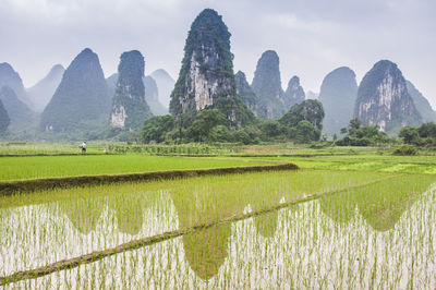 Scenic view of field against sky