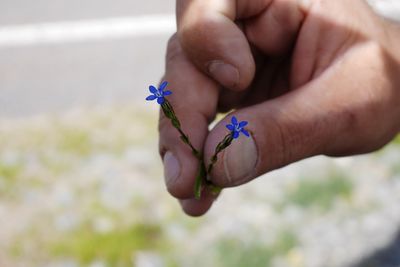 Close-up of hand holding flower