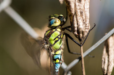 Close-up of lizard