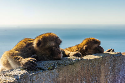 Two wild macaque or gibraltar monkey enjoying the warmth of the sun on their back.