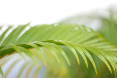 Close-up of green leaves