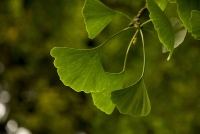 Close-up of leaves