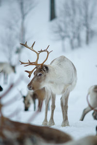 Reindeer standing on snow covered field