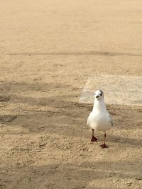 Seagull on beach