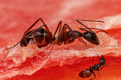 Close-up of ant on leaf