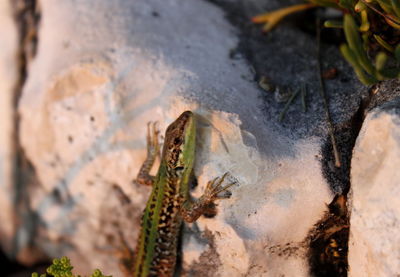 Close-up of insect on plant