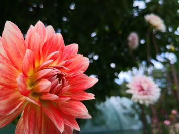 Close-up of pink flower