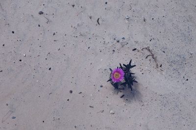 Close-up of pink flowers