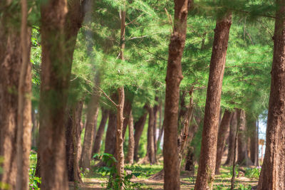 View of trees in forest