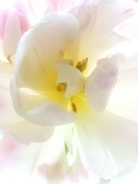 Close-up of yellow flower