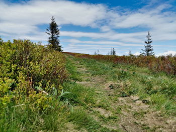 Plants growing on field against sky