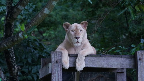 A tiger sitting on a tree