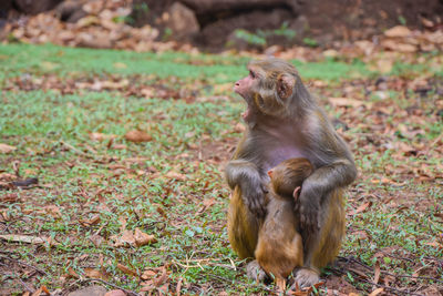 Monkey sitting on field