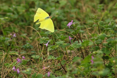 Close-up of yellow flowers blooming on field