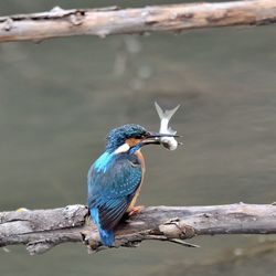 Blauet a la reserva de sebes a flix