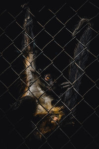 Close-up of monkey in cage