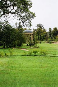 Trees on grassy field