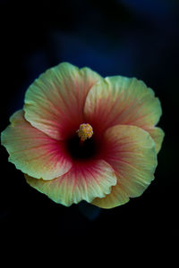 Close-up of hibiscus flower against black background