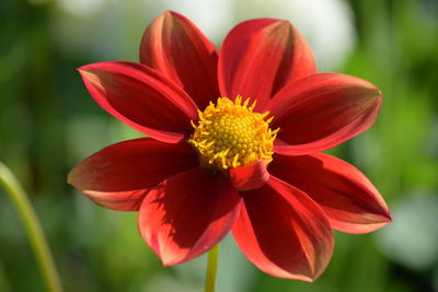 Close-up of red flower