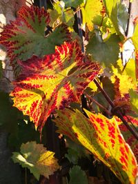 Close-up of autumn leaves on tree