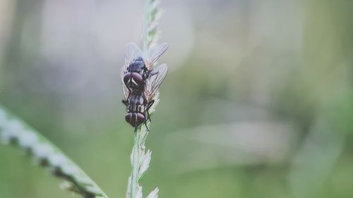 Two flies are mating in the grass