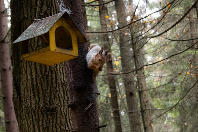 Squirrel on tree trunk