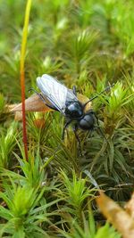 Close-up of insect on grass