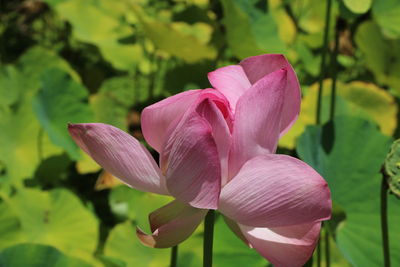 Close-up of pink lotus water lily