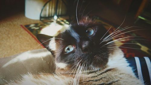 Close-up portrait of cat