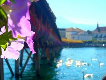 Close-up of pink flowers against lake