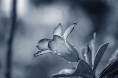 Close-up of rose plant