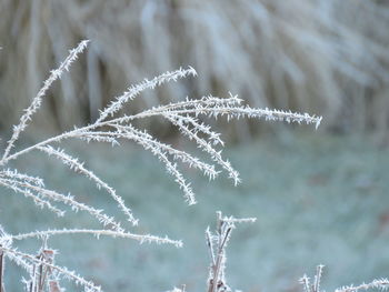 Close-up of frozen plant