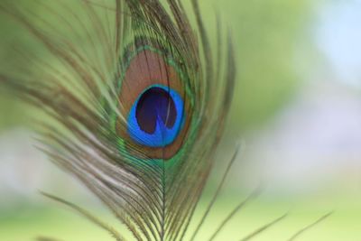 Close-up of a peacock