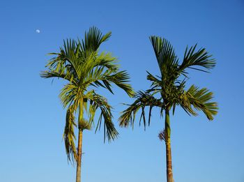 Low angle view of coconut palm tree against blue sky