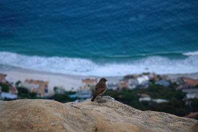 Bird perching on rock