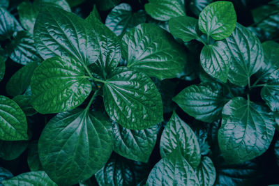 Full frame shot of fresh green leaves