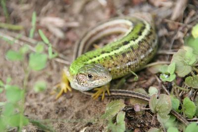 Close-up of frog