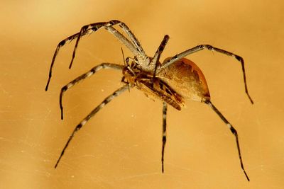 Close-up of spider on web