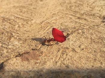 Close-up of red crab