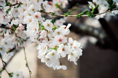 Close-up of white cherry blossom tree