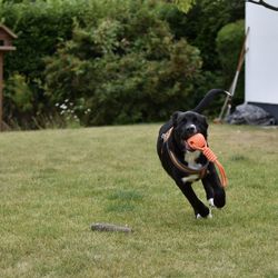 Dog in a field